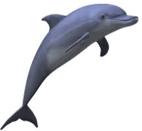 dolphin