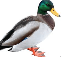 duck