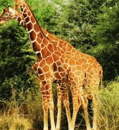 giraffe