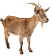 goat