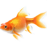 goldfish