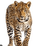 leopard