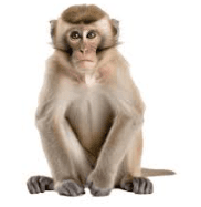 monkey