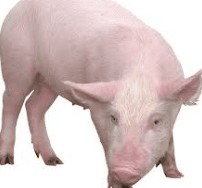 pig