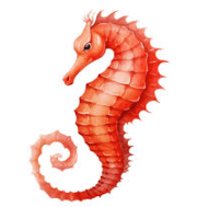 seahorse