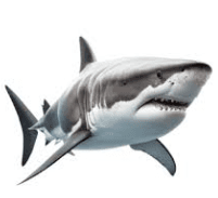 shark