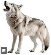 wolf