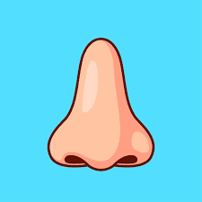 nose