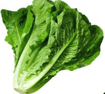 lettuce