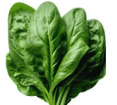 spinach